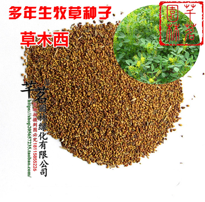 紫花苜蓿饲料牧草种子包邮