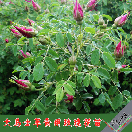 四季种植平阴食用玫瑰泡茶玫瑰花苗盆栽阳台花园花卉植物包成活