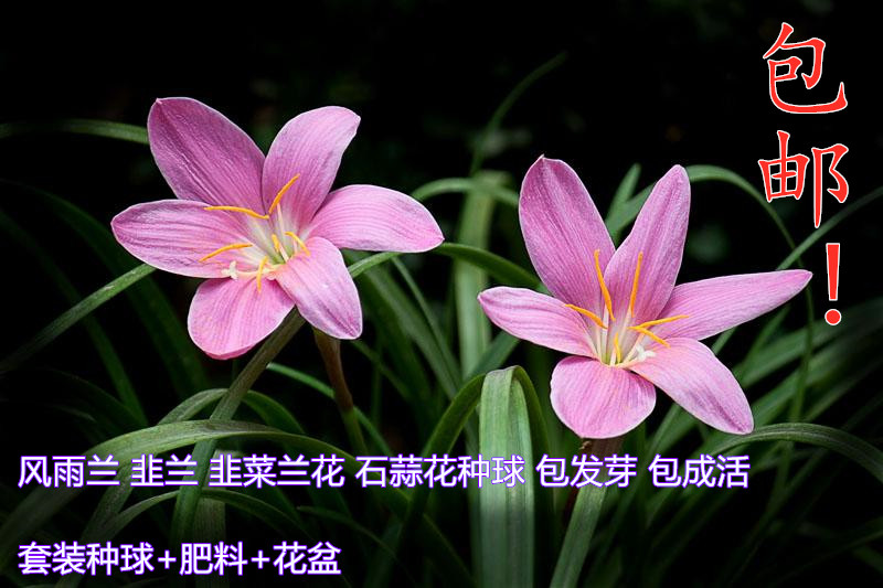 风雨兰韭兰花韭菜兰花种苗石蒜花球根鲜花卉绿植盆栽种球确保品种
