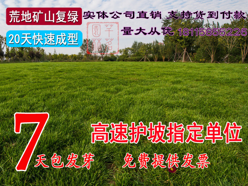 抗旱耐寒草坪种子不修剪绿化草籽家庭园艺种子