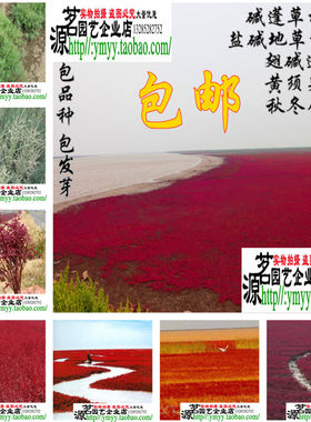 景观盐碱地红色海滩植物种子