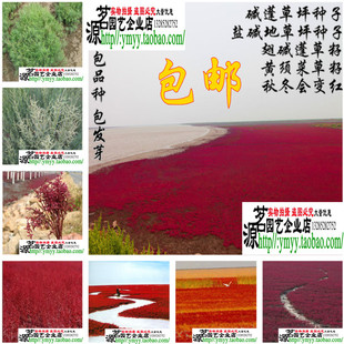 黄须菜海英菜种子红色海滩涂植物翅碱蓬草种子盐地碱蓬卤蓬皇席菜