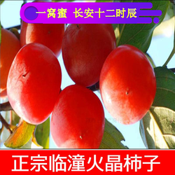 软甜金果陕西特产西安临潼火晶柿子小柿子新鲜水果软甜多汁30枚装