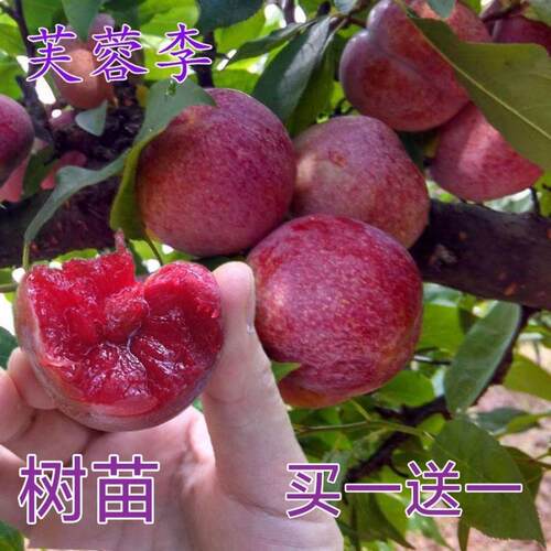 新品种芙蓉李子树苗嫁接