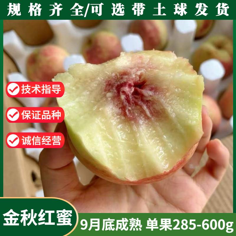 嫁接特大晚熟桃树苗脆甜红不软金秋红蜜桃树苗水果树苗种植当年结