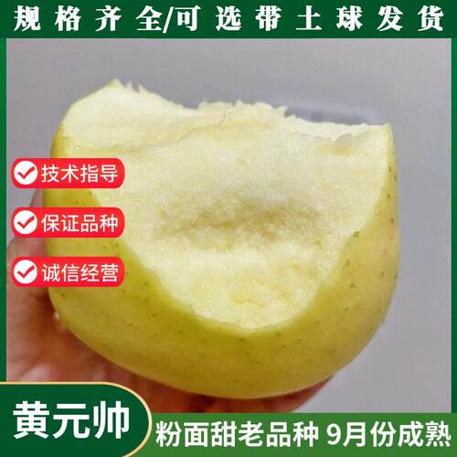 嫁接黄元帅苹果树苗粉面