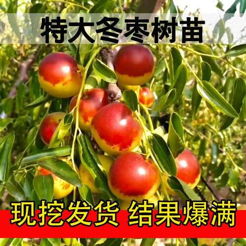 枣树活苗嫁接正宗沾化冬