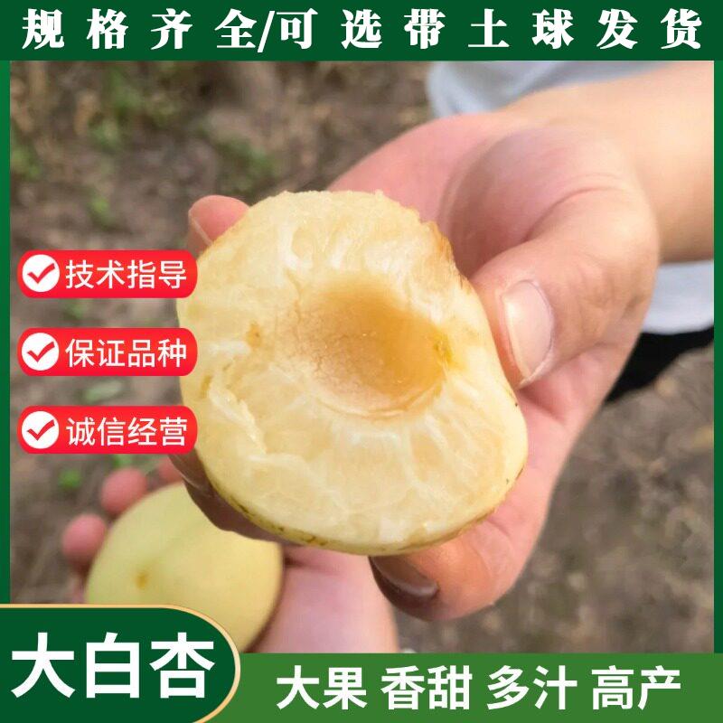 大白杏树苗嫁接香白杏子果苗盆栽庭院地栽耐寒水果树苗种植当年结