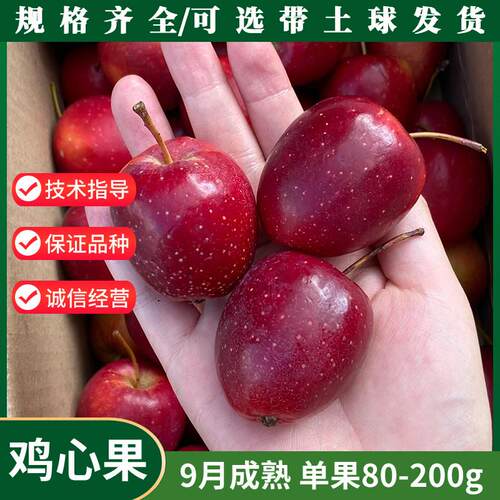 耐寒果树鸡心果小苹苗海