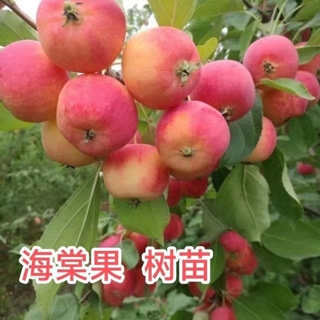 海棠果树苗嫁接正宗南方图片