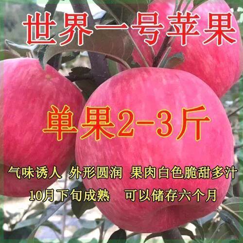 新品种特大嫁接世界一号