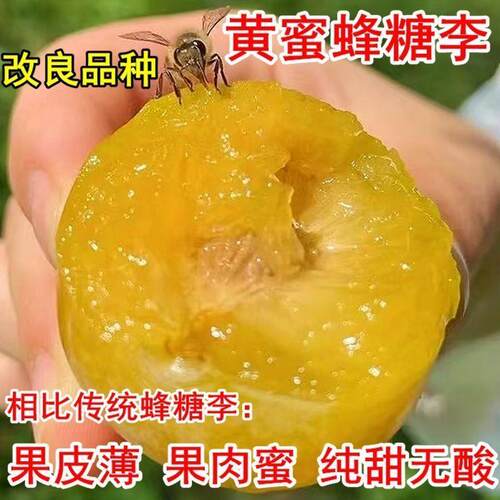蜂糖李子树苗特大黄蜜嫁