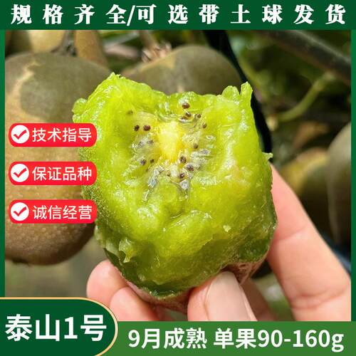 嫁接泰山一号猕猴桃树果