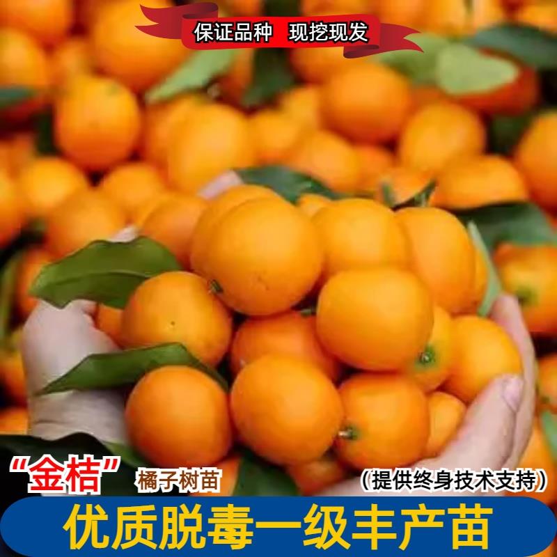 金桔苗第三代脆蜜脆皮融安嫁接南北方庭院盆地栽阳台金柑果树苗