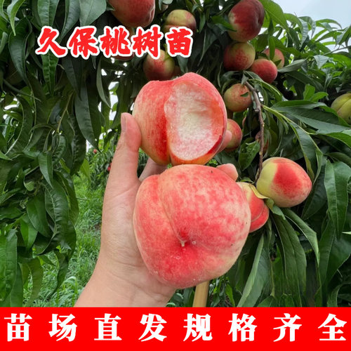 正宗平谷大久保桃树苗南