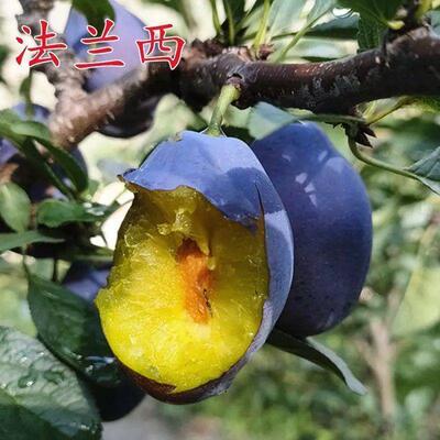 法兰西蓝蜜西梅树苗女神