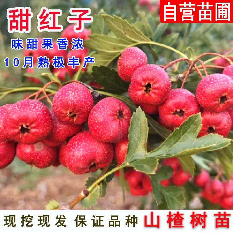 甜红子山楂树活苗嫁接甜口山楂树苗南方北方庭院盆栽地栽当年结果