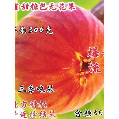 无花果树苗特大早熟新品