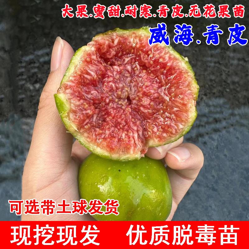 山东威海青皮无花果苗阳台盆栽庭院特大耐寒无花果树苗南北方种植