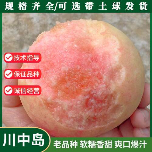 老品种川中岛水蜜桃树苗
