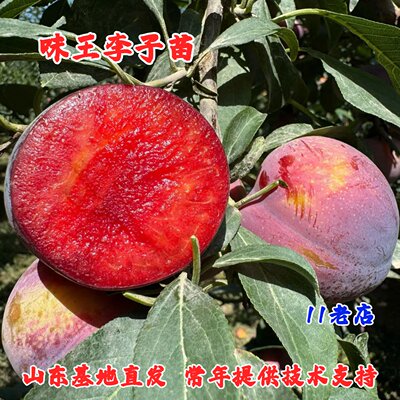 新品种美国味王杏李树苗