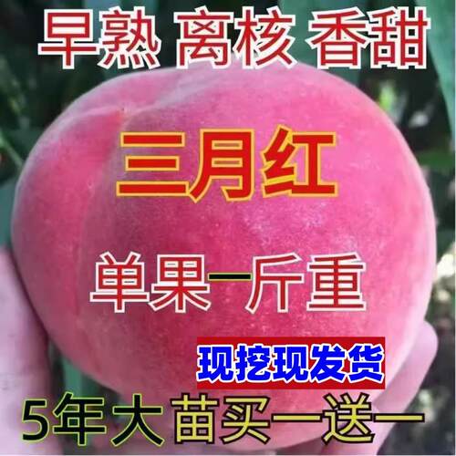 早熟桃树果苗嫁接三月红