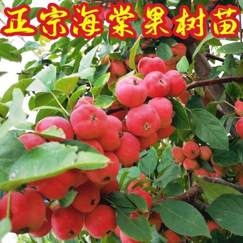 海棠树苗山西八棱基地大
