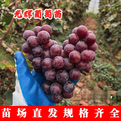 嫁接光辉葡萄树香甜抗寒
