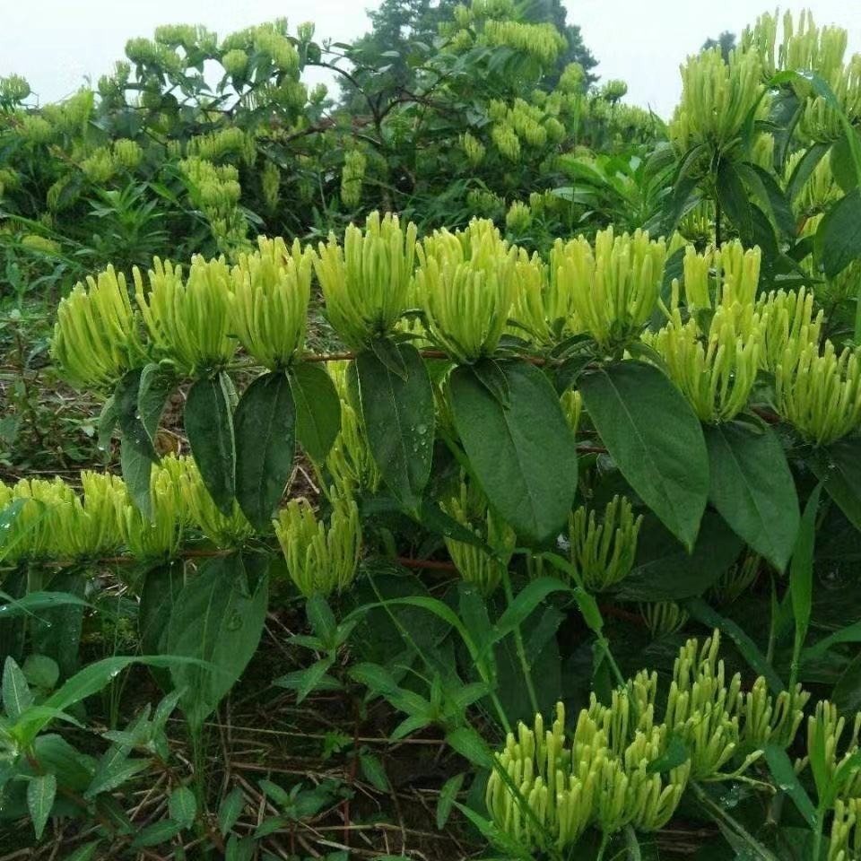 金银花苗新品种湘蕾5号苗金银花苗湖南金银花可食用爬藤北花一号