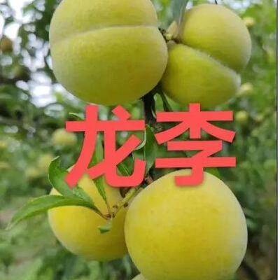 早熟龙李树苗嫁接优系蜂