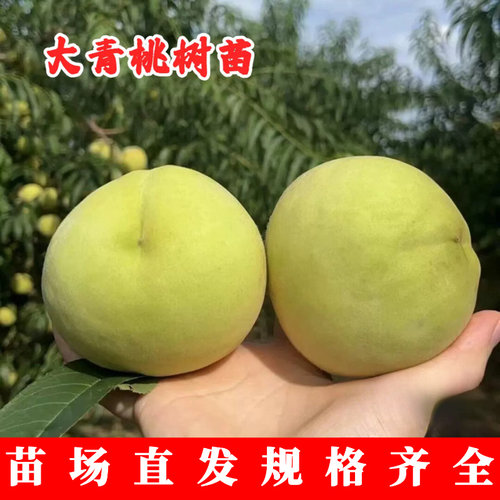 大青桃8月下老品种国庆大