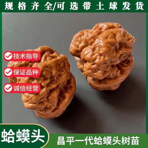 嫁接文玩核桃树苗昌平蛤