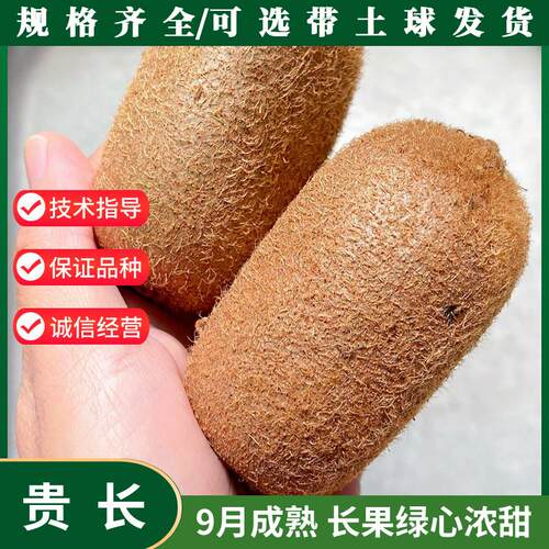 修文贵长猕猴桃苗徐香翠