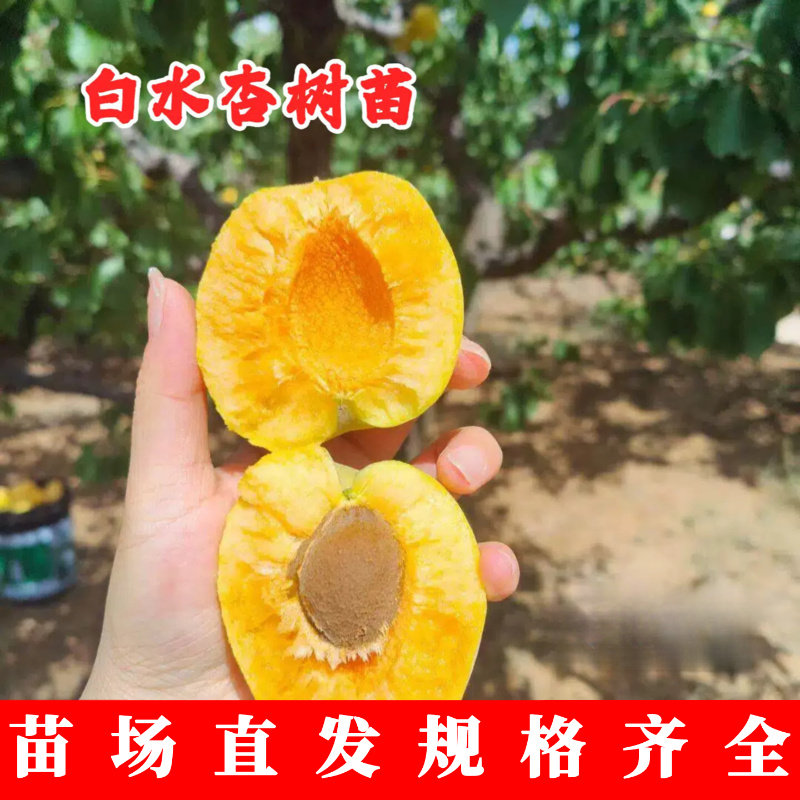 杏树果苗嫁接白水杏树苗特甜大白杏盆栽庭院地栽杏子苗树当年结果