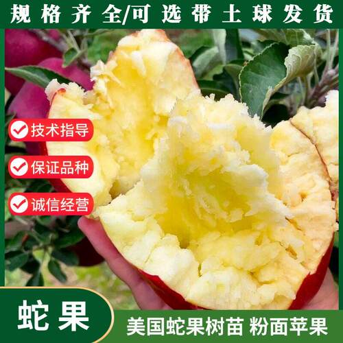 特大美国蛇果苗苹果树苗