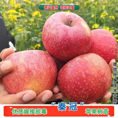 陕西秦冠粉面苹果树苗盆栽庭院地栽嫁接苹果苗南北方种植当年结果