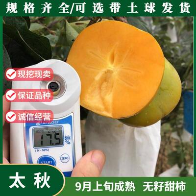 太秋甜柿树苗南北方庭院
