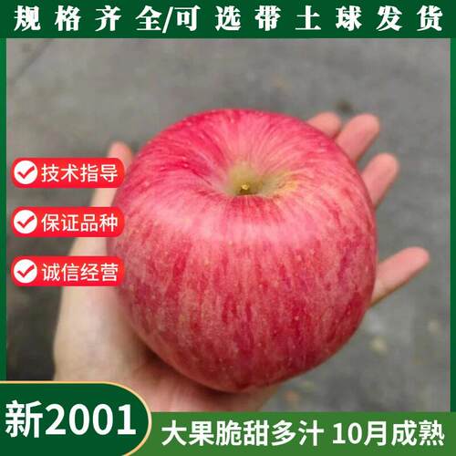 烟台红富士新2001脆甜苹