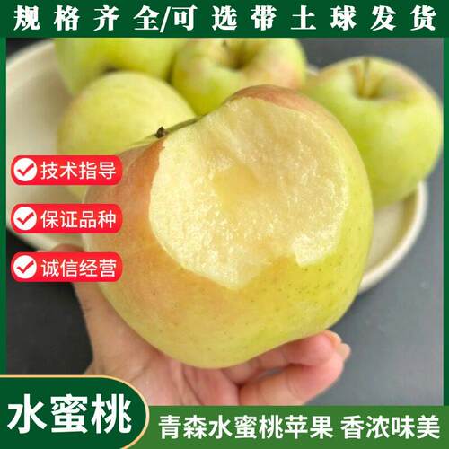 苹果树苗日本青森水蜜桃