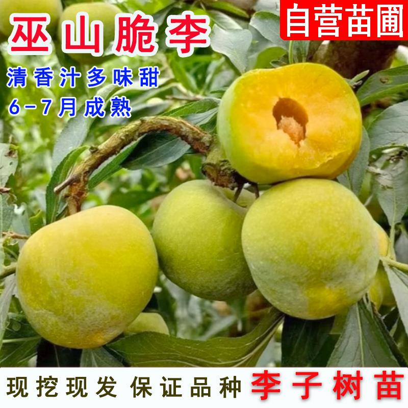 巫山李子树苗甜脆脱骨离核庭院地栽青脆果树阳台盆栽嫁接当年结果