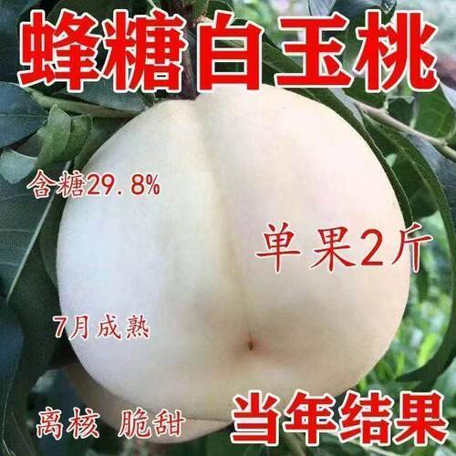 嫁接新品蜂糖白玉桃树苗