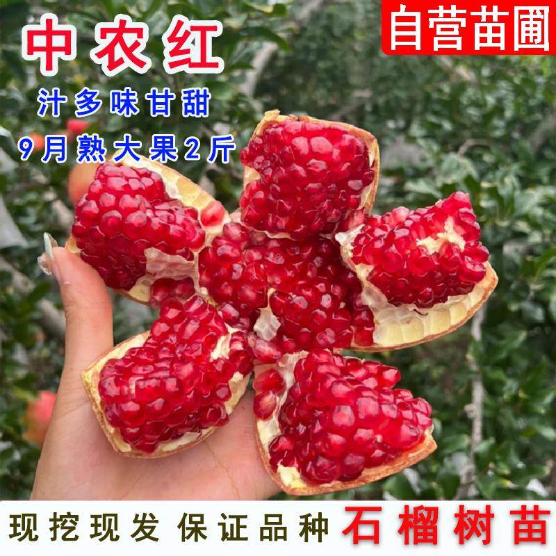 中农红软籽石榴树树苗特大耐寒石榴苗南方北方庭院盆栽地栽石榴树