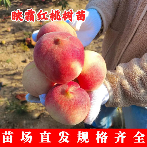 沂蒙霜红桃苗嫁接晚熟冬