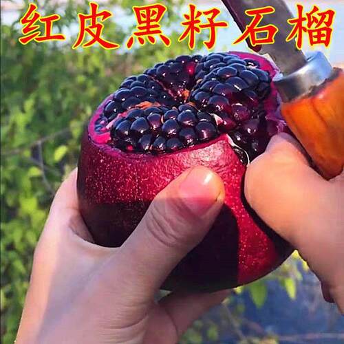 黑籽石榴苗新品种树苗果
