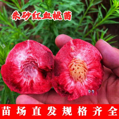 老品种朱砂红血桃树果苗