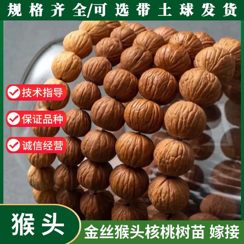 嫁接文玩核桃树苗把玩迷你小核桃美国金丝正圆猴头核桃苗当年结果