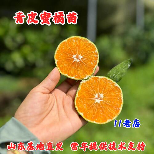 青皮蜜桔苗庭院地栽耐寒