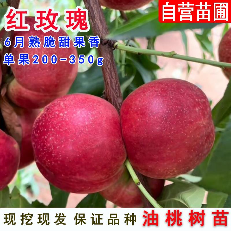 大果型油桃树果苗红玫瑰2号油桃苗特大不软桃油桃树苗南北方种植