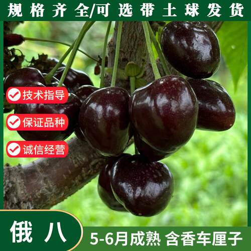 俄罗斯八号大樱桃树苗嫁