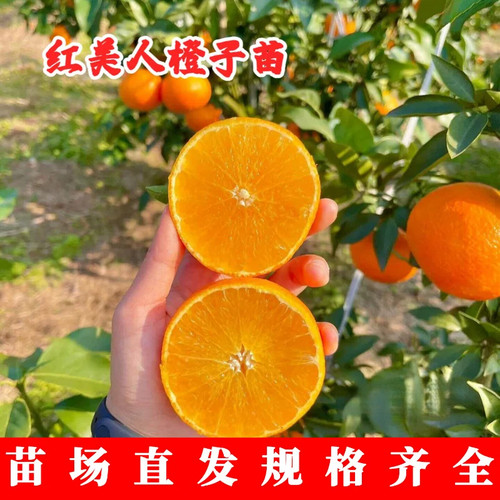 正宗象山红美人树苗爱媛3